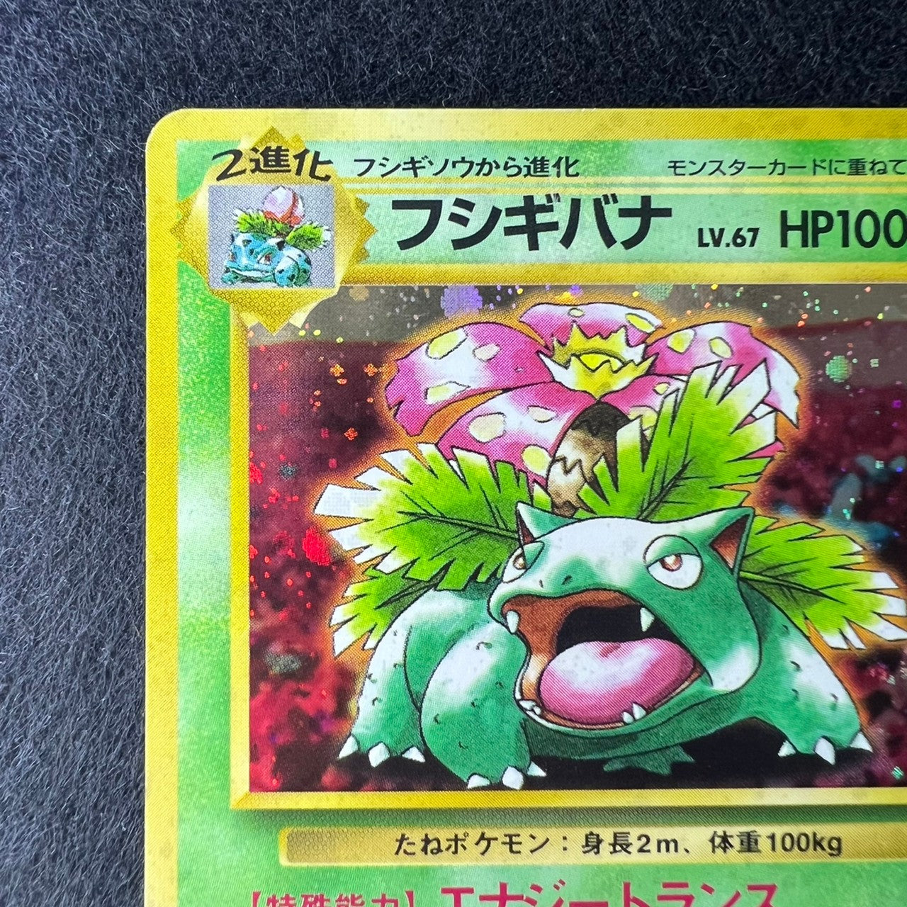 Venusaur CD 003 Old Back Holo Promo [MP] (#32)